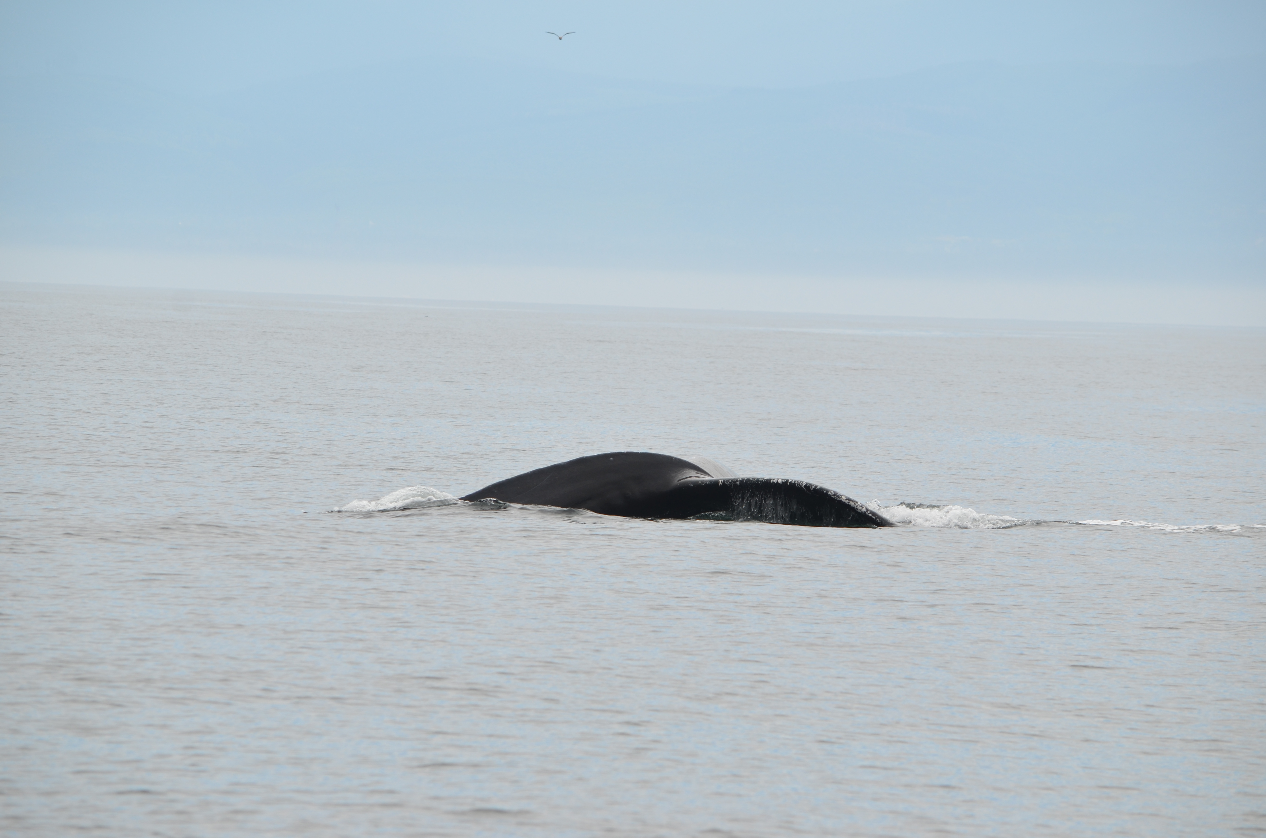 photos/wildlife/Mammal_Species/Humpback Whale/DSC_0081.JPG